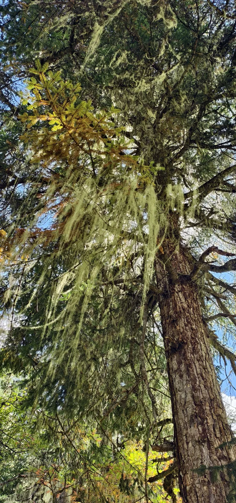 Moss hanging from a tree