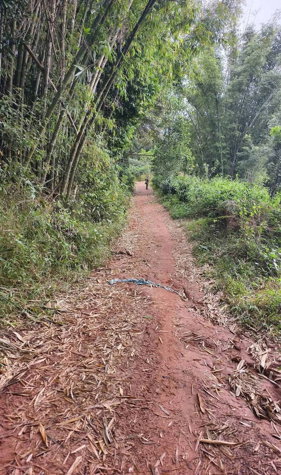 The bamboo path