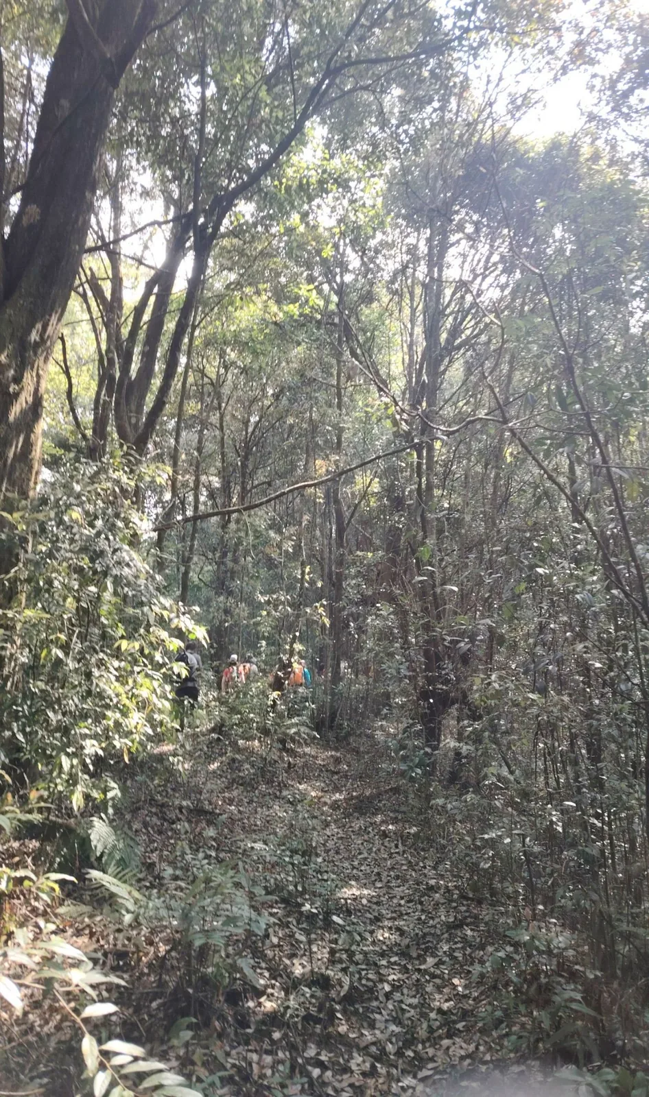 The forest path at the start