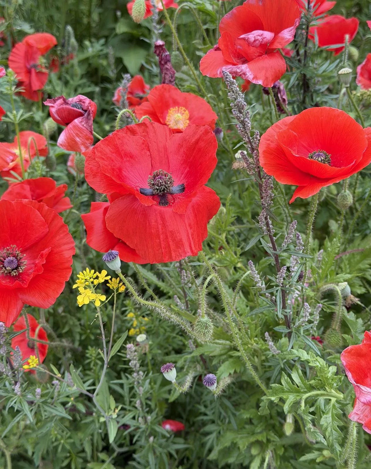 Red poppies