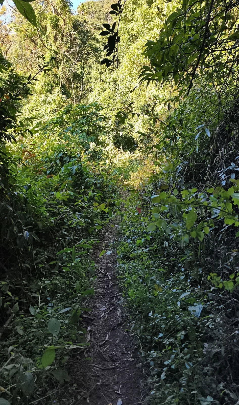 The forest path